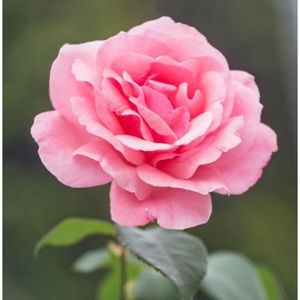 Meet your Posher, Sadia